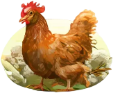 Poultry – Chickens Feed